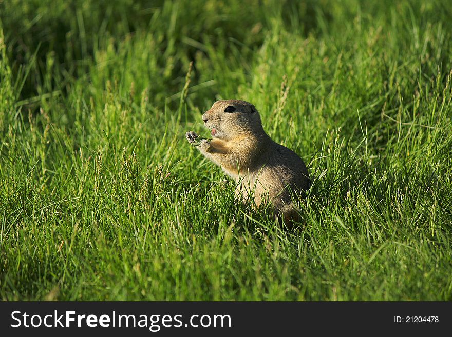 A gopher calling out in the middle of a meal. A gopher calling out in the middle of a meal