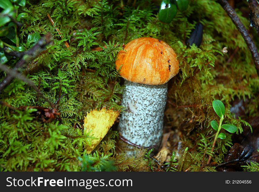 Orange-cap boletus mushroom in moss