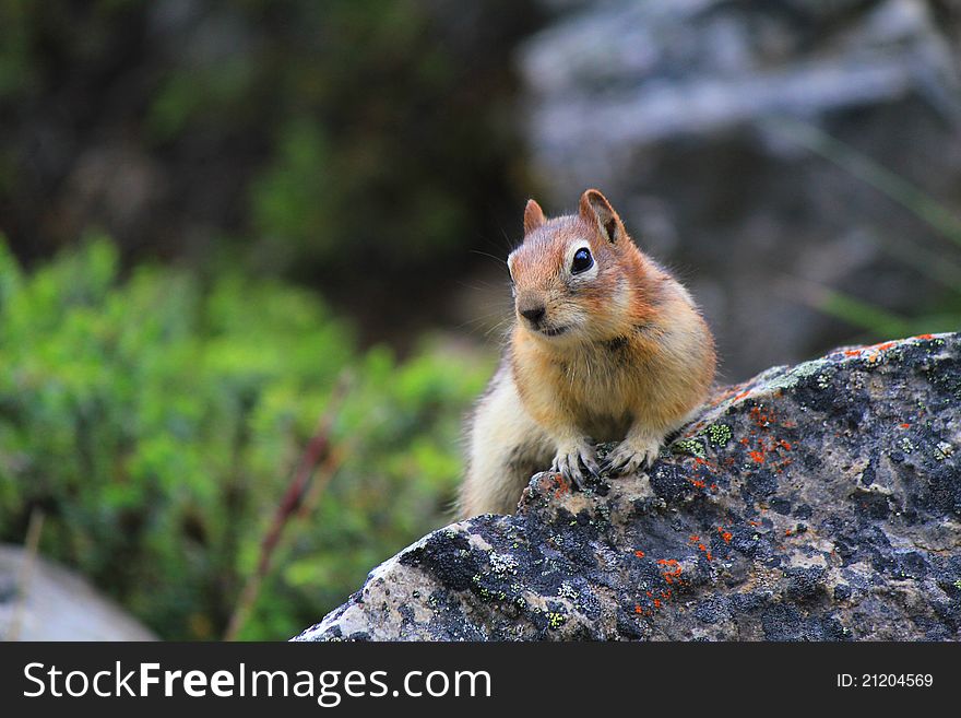 A golden-mantled ground squirrel sitting on a rock