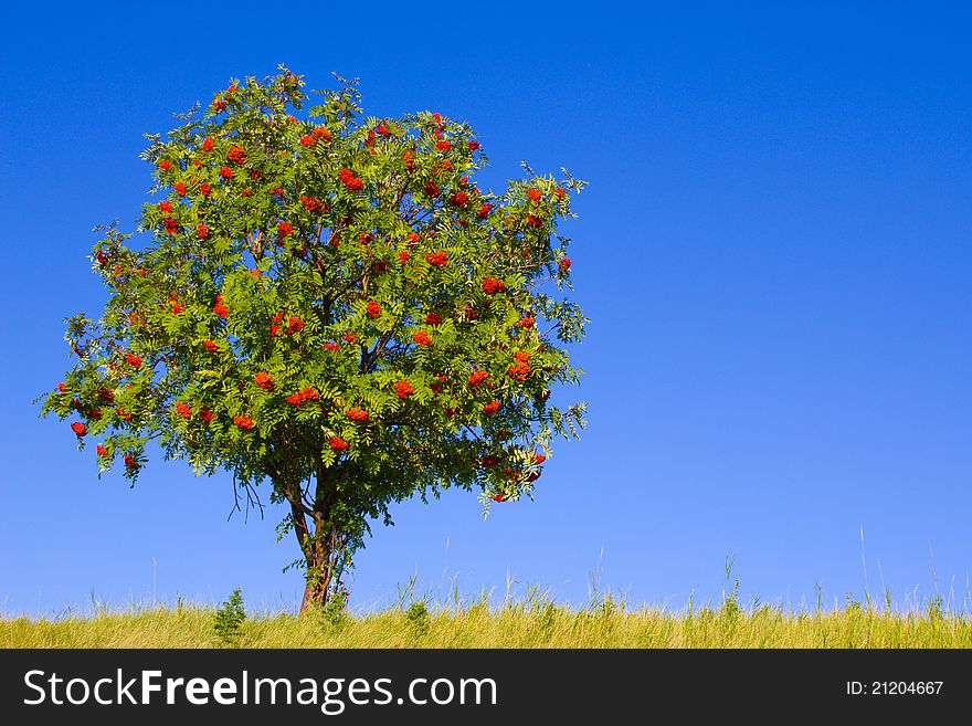 Leafy tree with bright red berries isolated against a blue sky. Leafy tree with bright red berries isolated against a blue sky