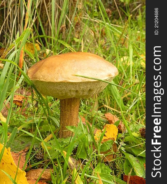 Boletus mushroom is shown in the image. Boletus mushroom is shown in the image.