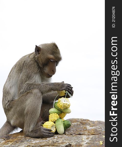 Thai monkey in chonburi mountain , Thailand