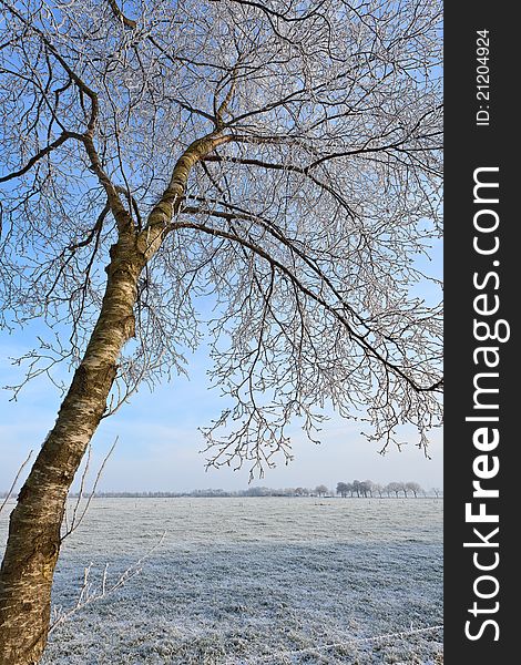 Tree in a cold white winter landscape