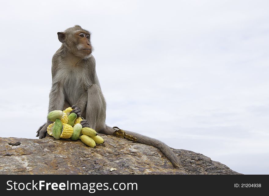 Thai monkey in chonburi moutain , Thailand