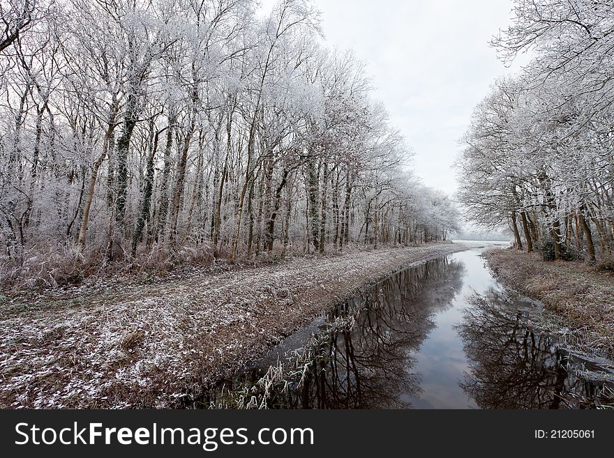 Trees in a cold white winter landscape