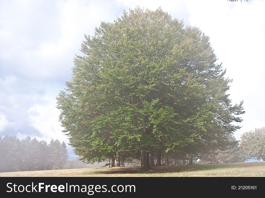 Detail of a tree in a day with fog in a Tuscan hill in italy. Detail of a tree in a day with fog in a Tuscan hill in italy