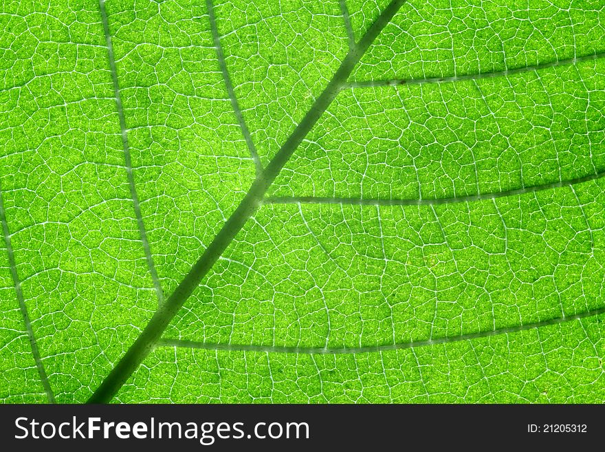 Macro close-up shot of back-lit leaf. Macro close-up shot of back-lit leaf