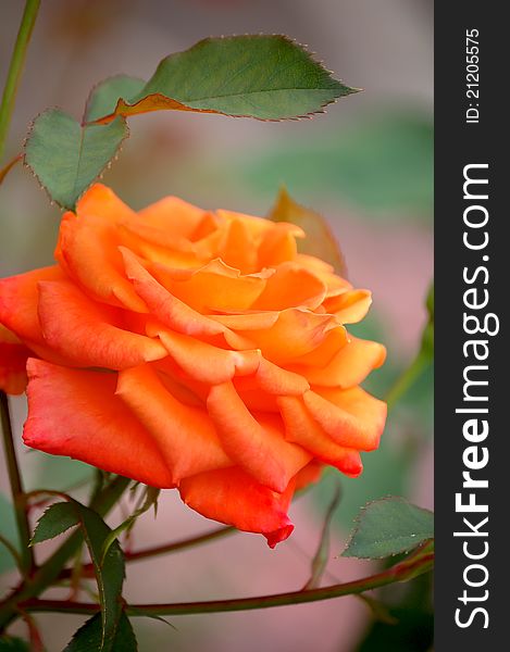 A beautiful orange rose in full bloom in the garden. A beautiful orange rose in full bloom in the garden