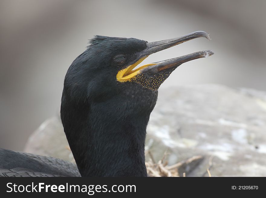 Close-up shot of adult Shag sitting on nest on Staple Island, Farne Islands, Northumberland, England. Close-up shot of adult Shag sitting on nest on Staple Island, Farne Islands, Northumberland, England