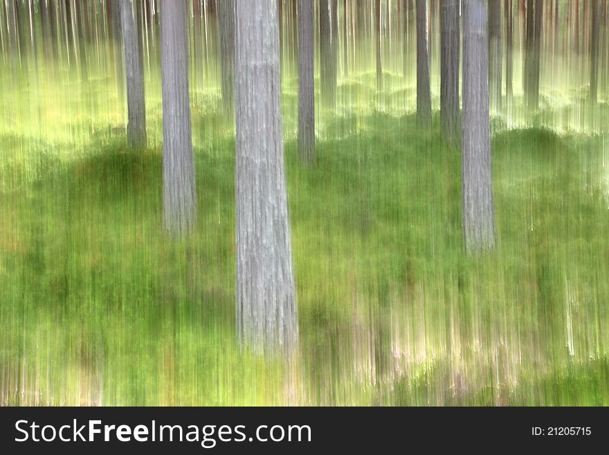 Abstract shot of pine trees in Caledonian Pine Forest, Cairngorms, Scotland, created by moving camera during exposure. Abstract shot of pine trees in Caledonian Pine Forest, Cairngorms, Scotland, created by moving camera during exposure
