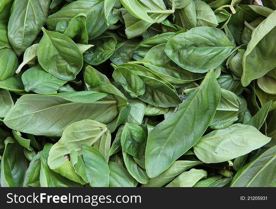 Fresh green harvested basil leaves