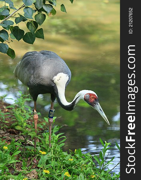 A crane is walking by water