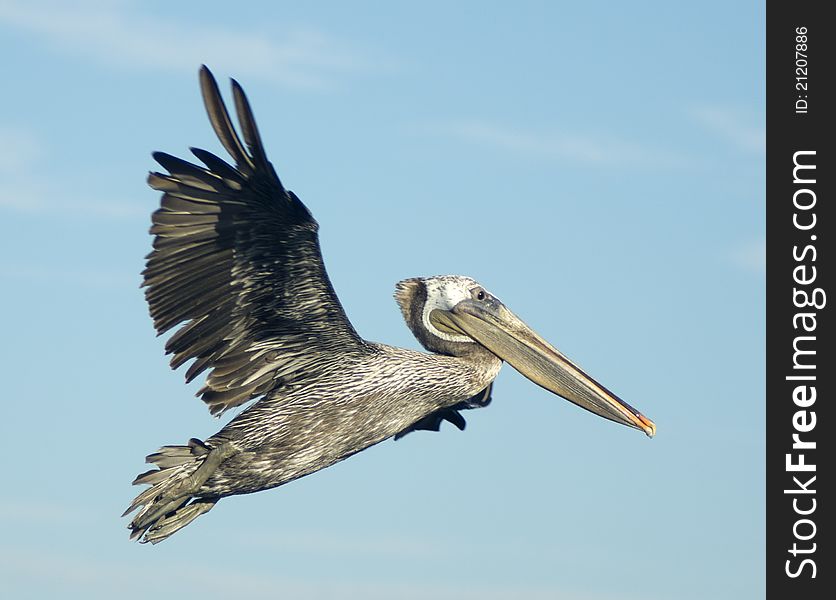 Brown Pelican in Flight