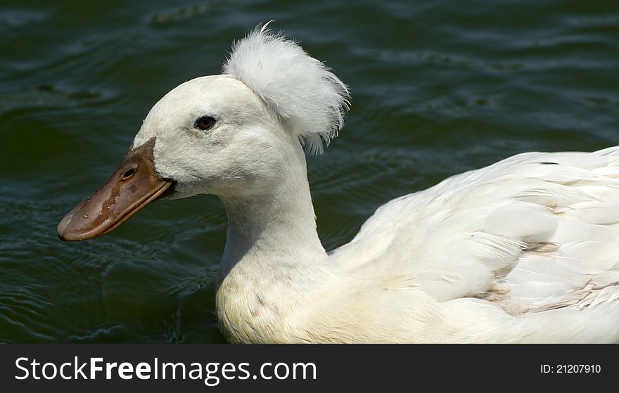 White Crested Duck