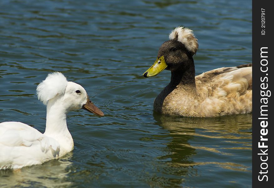 Two Crested Ducks