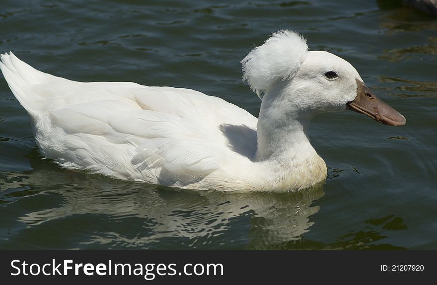 White Ducks