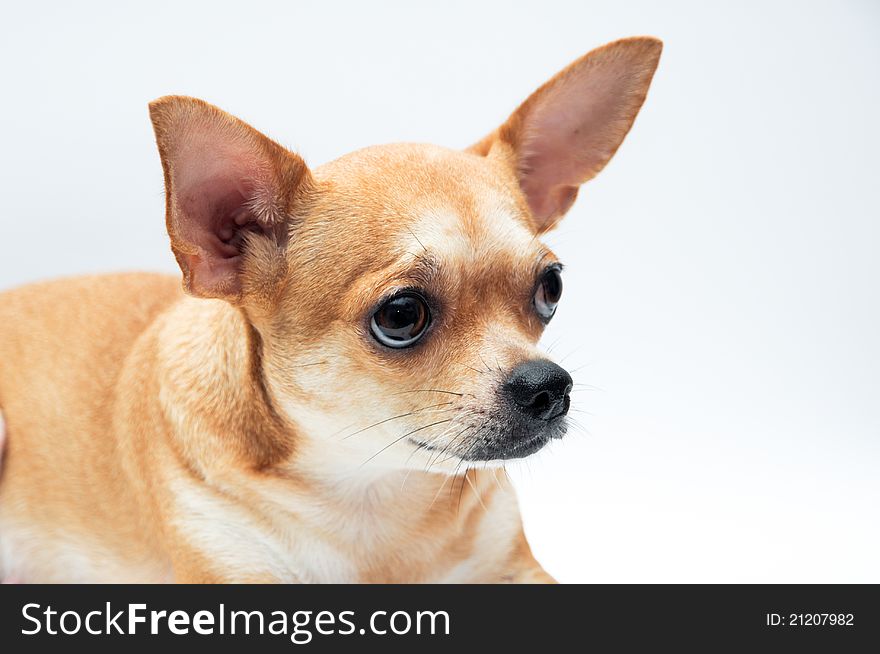 Cute Chihuahua dog, isolated on white background
