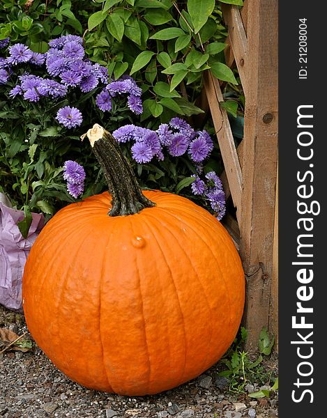 Large pumpkin in front of purple mums. Large pumpkin in front of purple mums