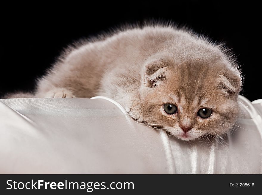 Kitten closeup on dark background