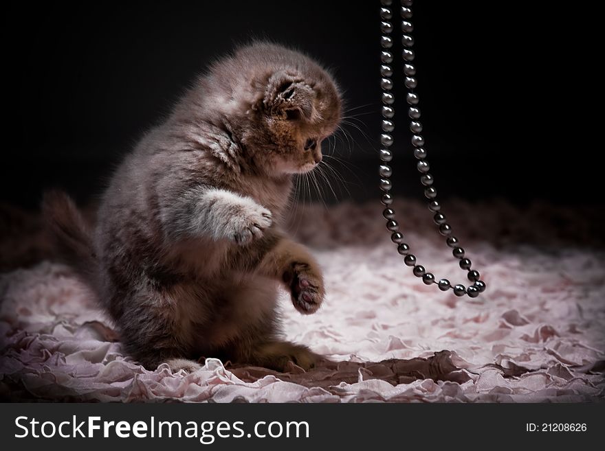 Kitten playing with beads on a dark background
