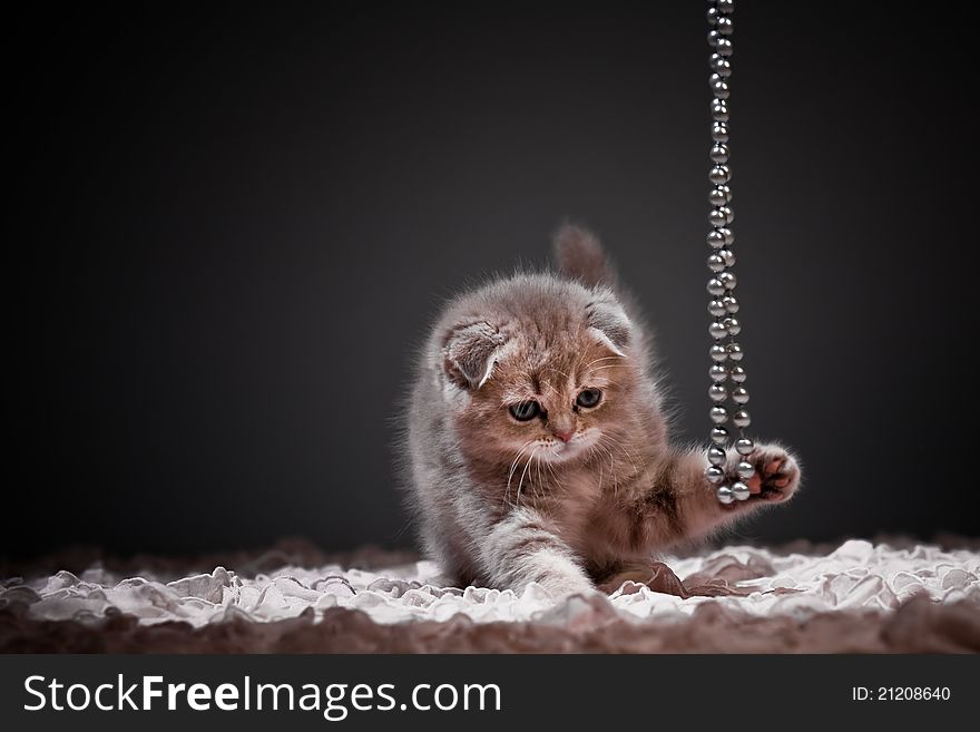 Kitten playing with beads on a dark background