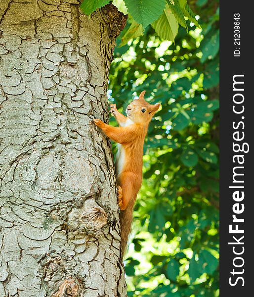 Red Squirrel (Sciurus vulgaris) on the tree. Red Squirrel (Sciurus vulgaris) on the tree