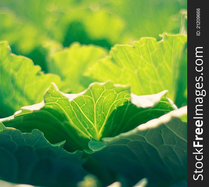 Fresh cabbage shoot in garden. Fresh cabbage shoot in garden