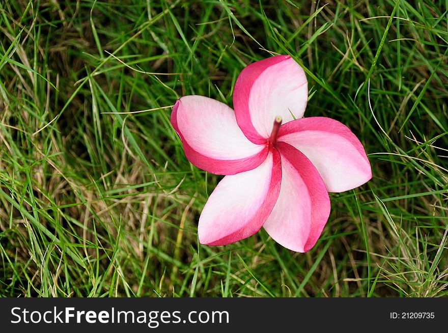 Frangipani flower on a green grass