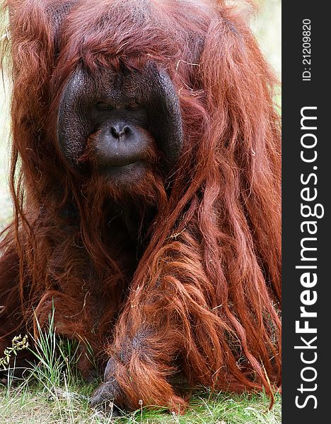 Portrait of a threatening orangutan