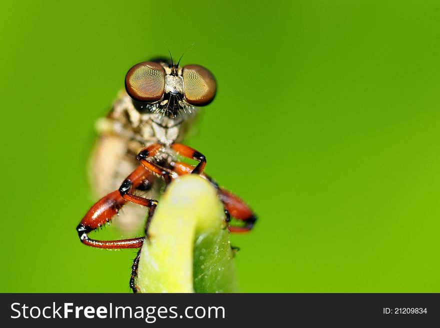 A robber fly perching on a green leaf