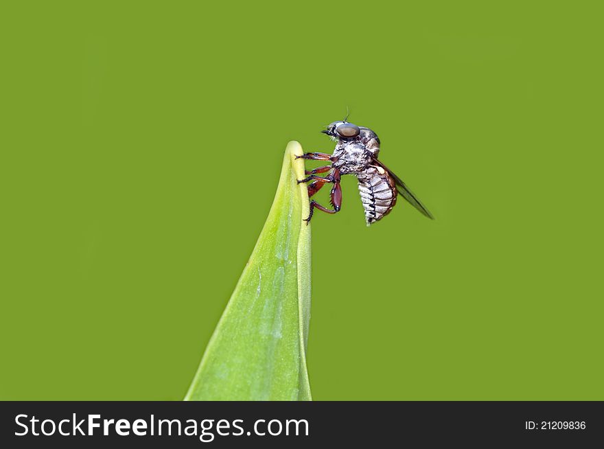 A robber fly perching on a green leaf