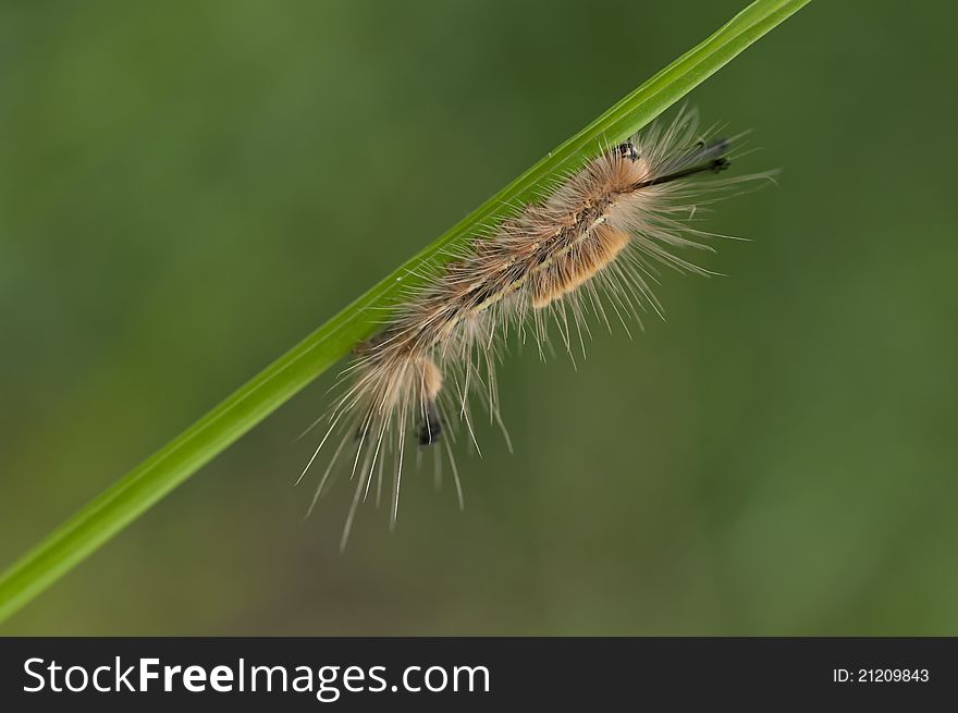 A think and hairy caterpillar perching on the blade of a grass