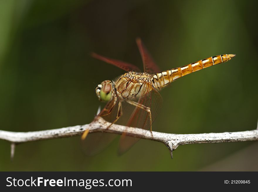 A dragonfly perching on a dry twig. A dragonfly perching on a dry twig