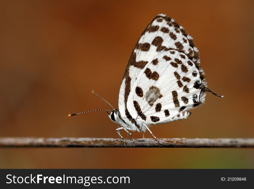 Common Pierrot