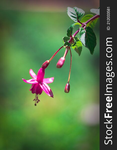 Macro Flower Image With Blur Background