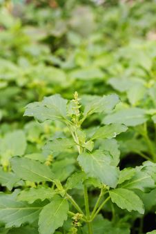 Close Up Fresh Green Basil Stock Images Close Up Fresh Green Basil Stock Images