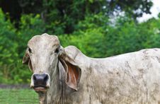Cow Looking In The Lens Royalty Free Stock Photography