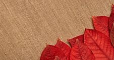 Autumn Leaves Over Burlap Background Stock Images