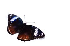 Hypolimnas Bolina Isolated Royalty Free Stock Photos Hypolimnas Bolina Isolated Royalty Free Stock Photos