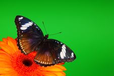 Hypolimnas Bolina On Gerber Royalty Free Stock Photography Hypolimnas Bolina On Gerber Royalty Free Stock Photography