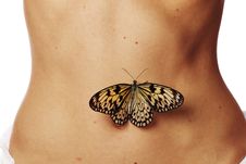 Butterflies In The Stomach Stock Images