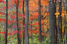 Colorful Autumn Trees Royalty Free Stock Photography
