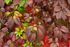 Autumn Leaves Stock Image Autumn Leaves Stock Image