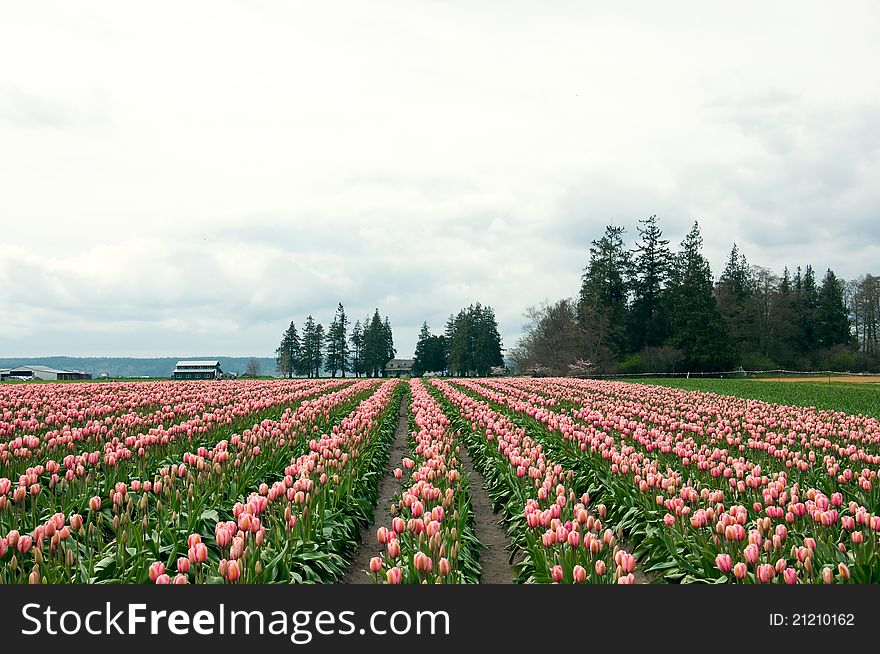 Tulip field