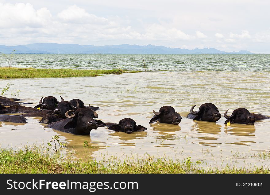 Water Buffalo herds soak water in Thailand