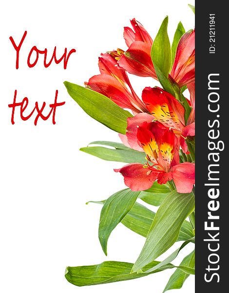 Bouquet of red flowers on a white background alstroemerias