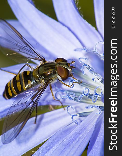 Hoverfly collecting polen from a purple flower. Hoverfly collecting polen from a purple flower