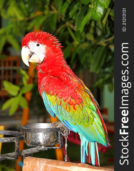 A picture of scarlet macaw that has the widest range of all macaw species