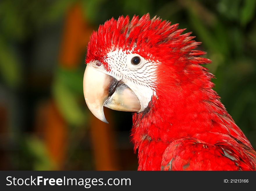 A picture of scarlet macaw that has the widest range of all macaw species