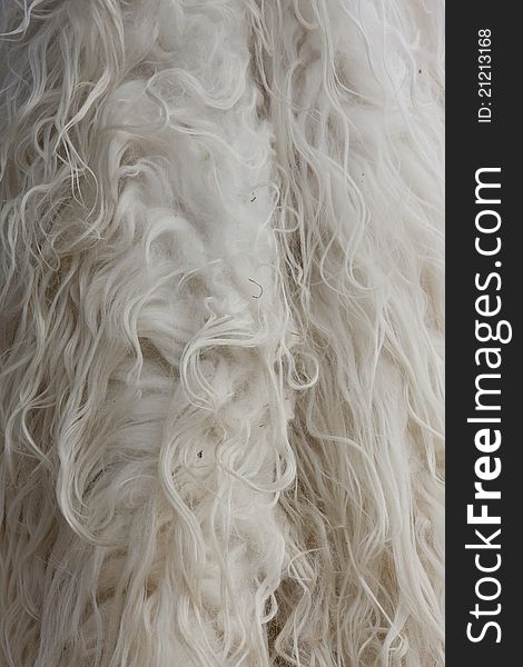 White color sheep wool background. Natural light.